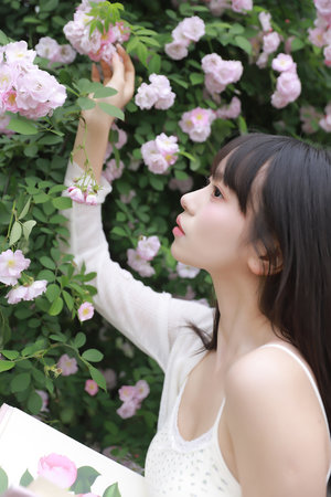 《金花瓶楷梅花5》